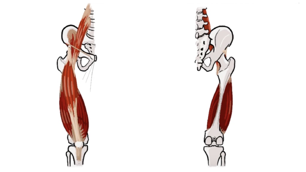 AA 03 Ant Thigh Thumbnail