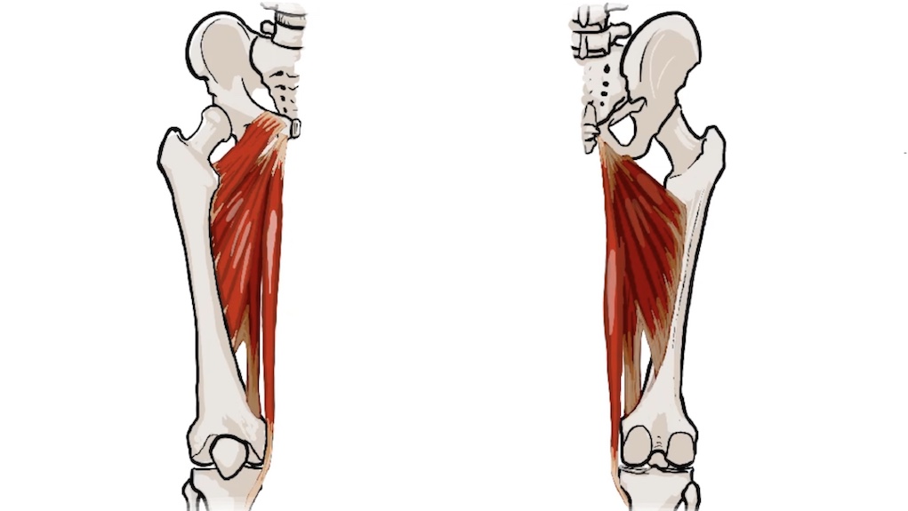 thumbnail hip adductors