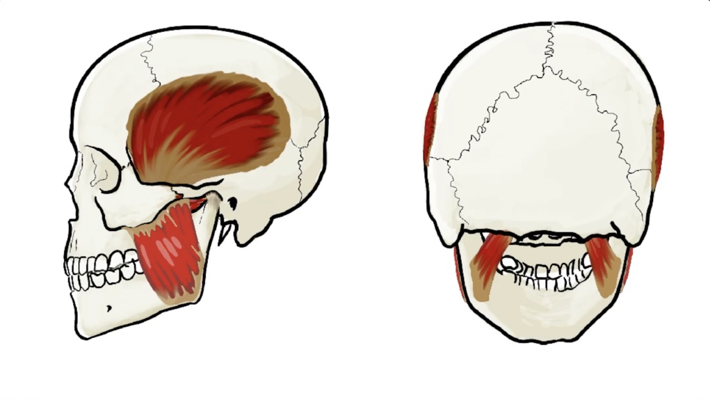 AA 06 Mastication Thumbnail