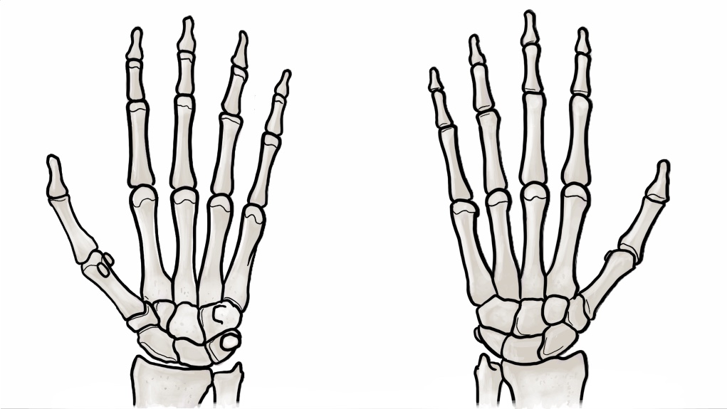 AA 08 Wrist Hand Bones