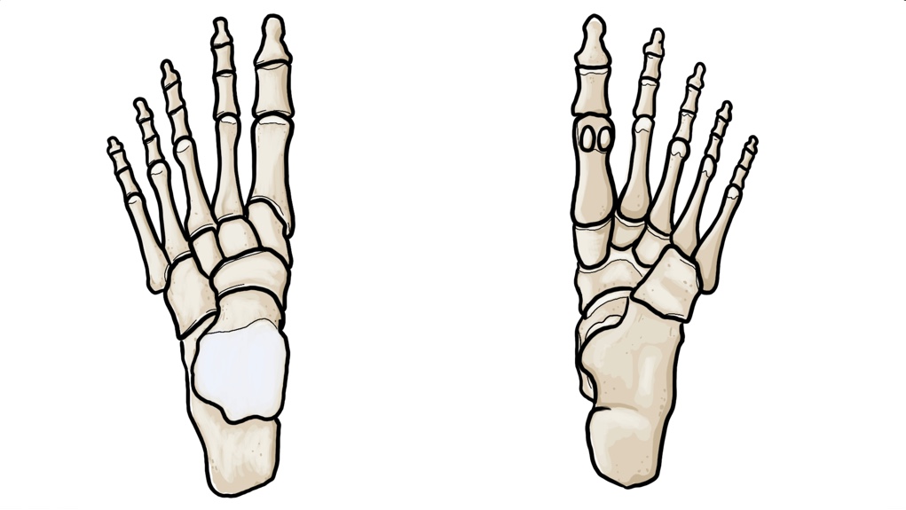 ANATOMY | Envision Physiotherapy