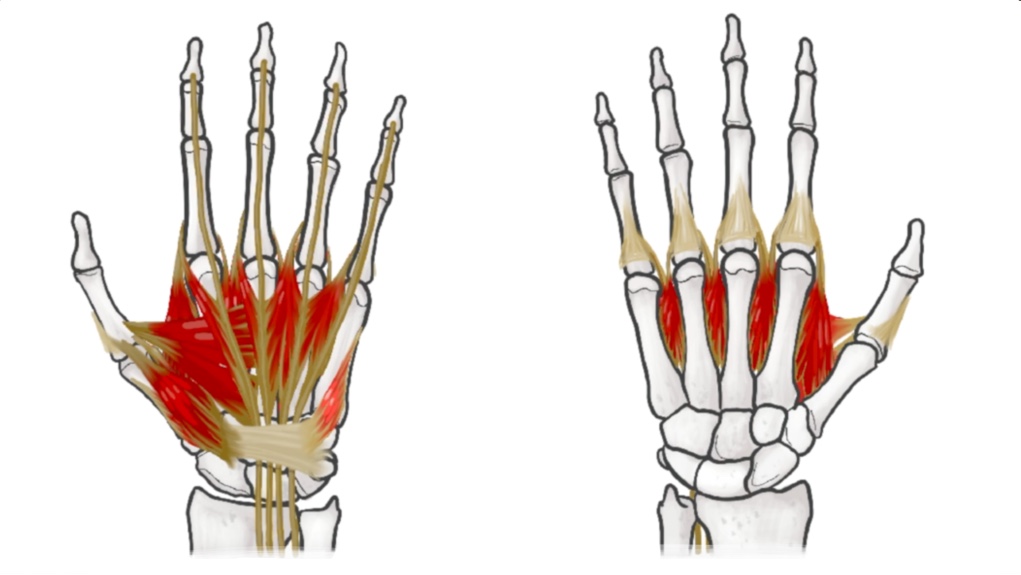 AA 11 Hand Muscles