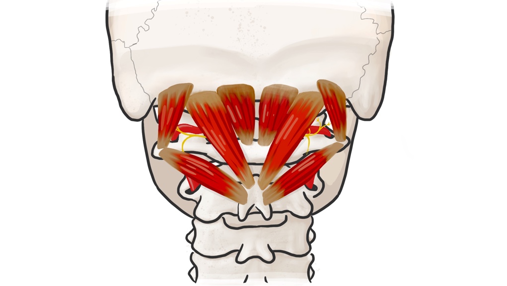 AA 12 Suboccipitals