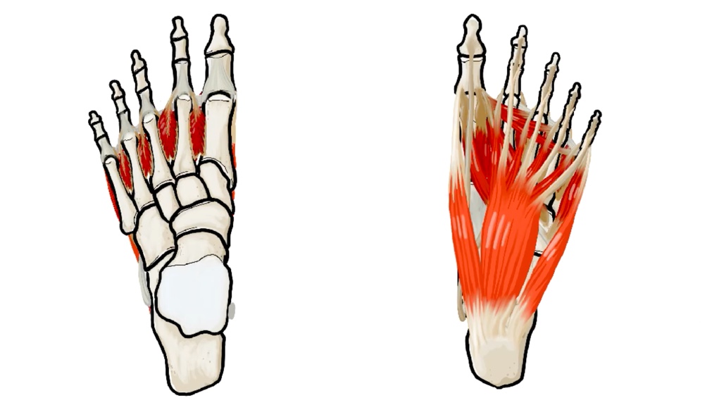 AA 13 Foot Muscles